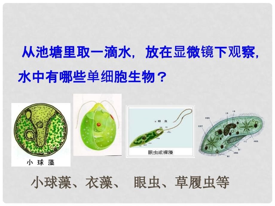 七年级生物上册 1.2.4 单细胞的生物体课件 冀教版_第5页