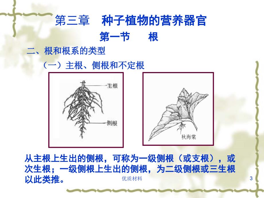 植物的根茎叶#高等教育_第3页