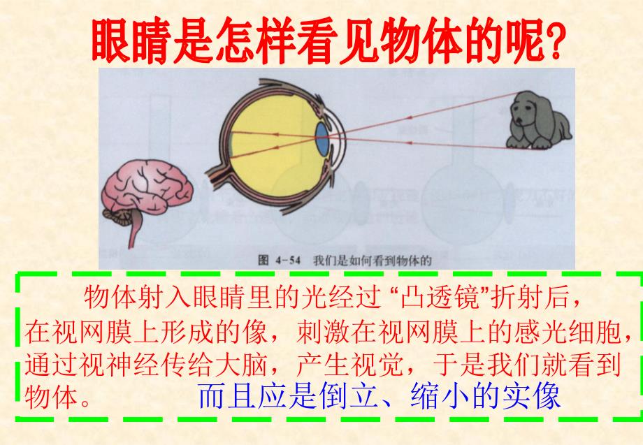 新课标沪科版初中物理八年级第四章第六节眼睛与视力矫正精品课件_第4页