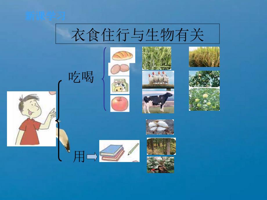 六年级上册科学生物多样性的意义教科版ppt课件_第4页