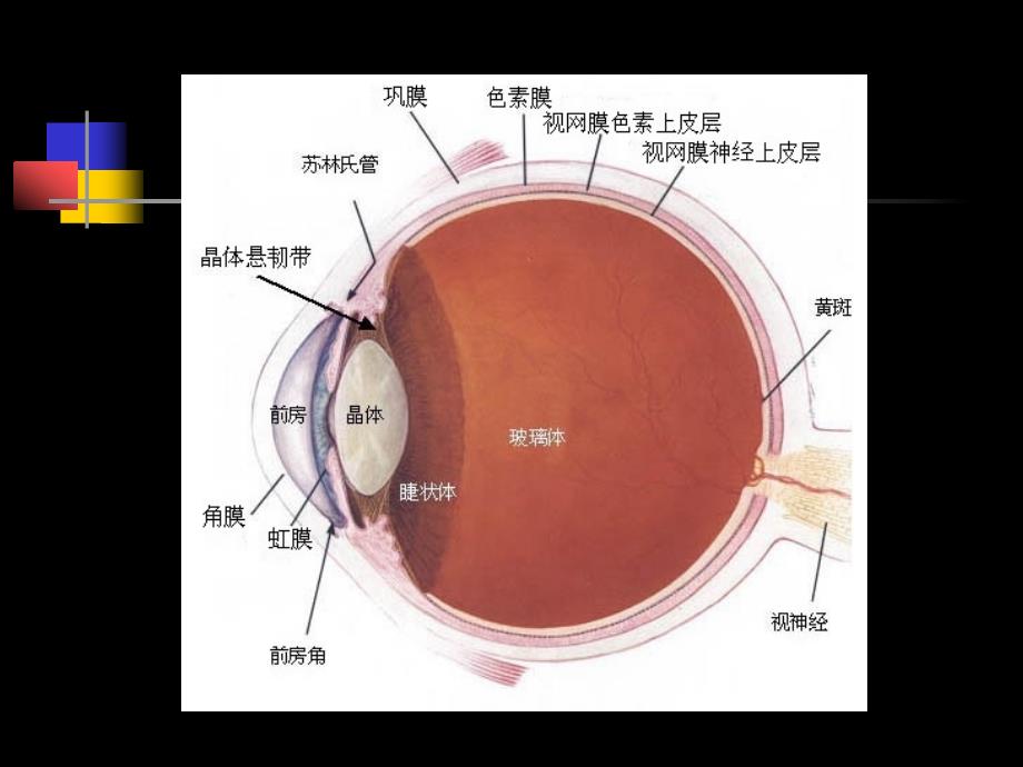 中学眼保健课件_第3页