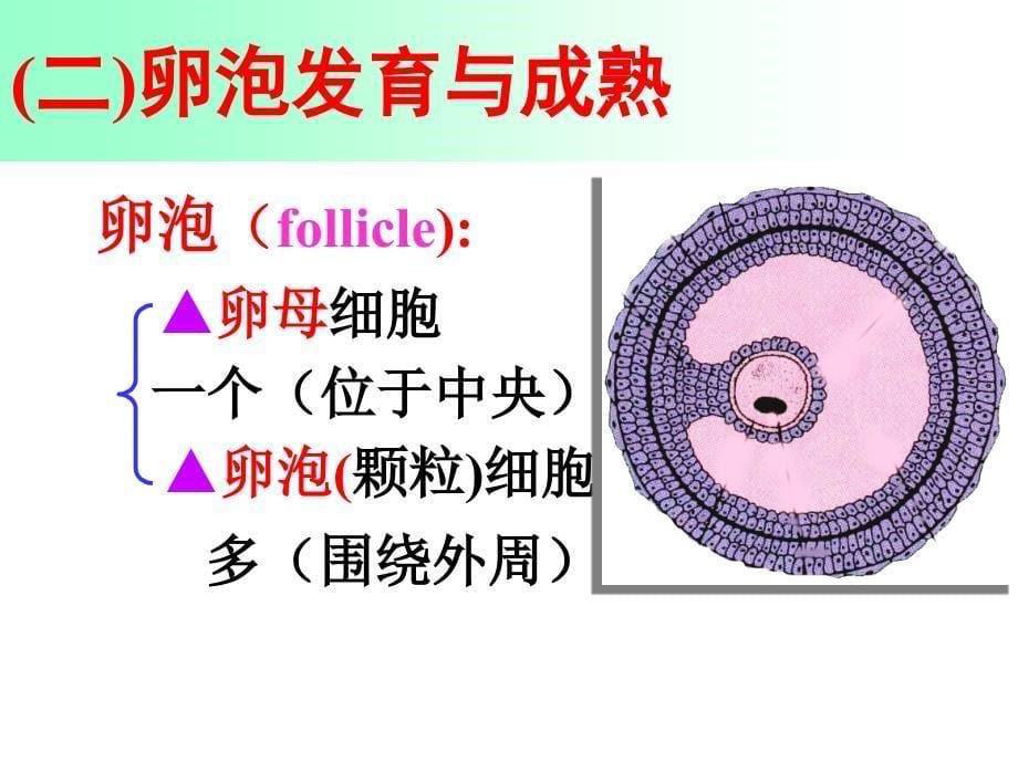 组织学与胚胎学：女性生殖理论_第5页