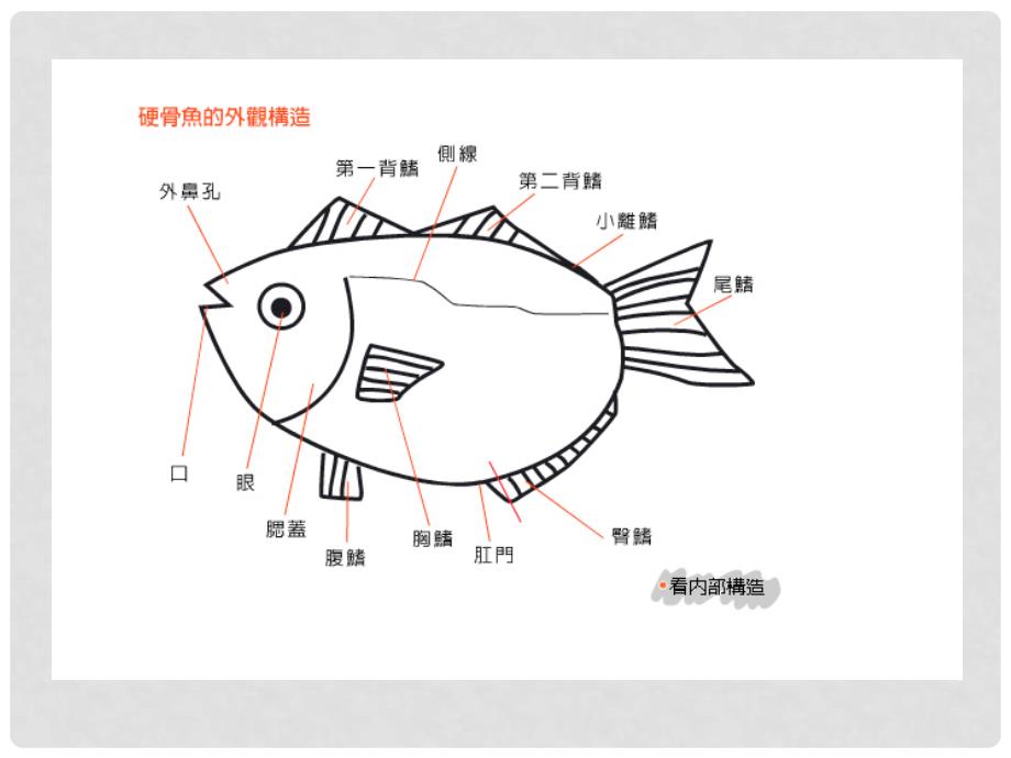 四年级科学上册 3.2《鱼儿生活的好吗》课件1 大象版_第3页