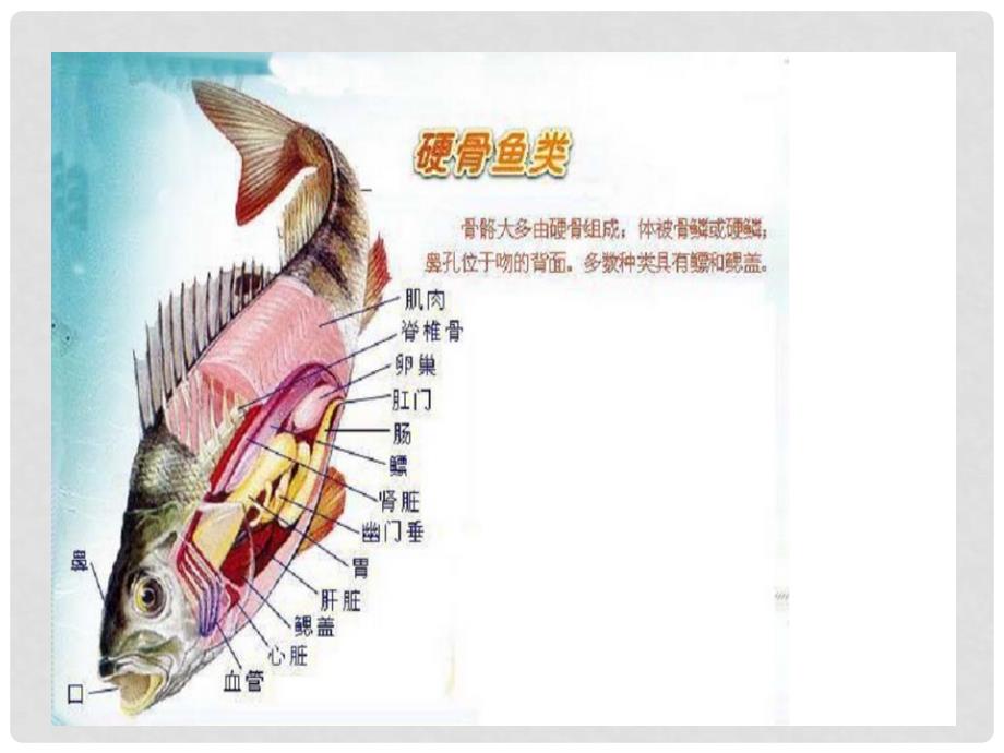 四年级科学上册 3.2《鱼儿生活的好吗》课件1 大象版_第4页