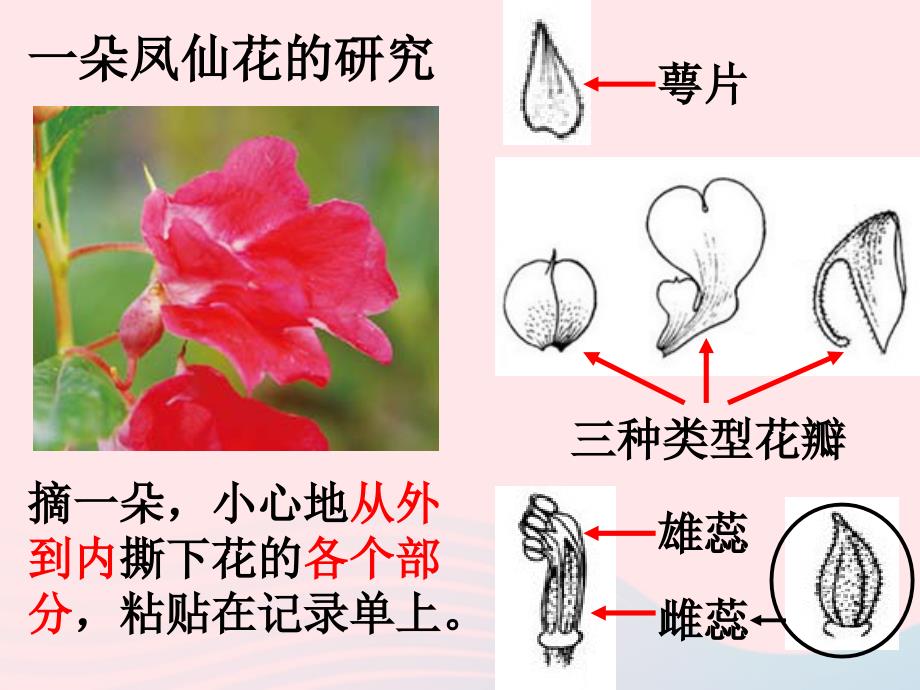 最新三年级科学下册植物的生长变化6开花了结果了课件2_第4页