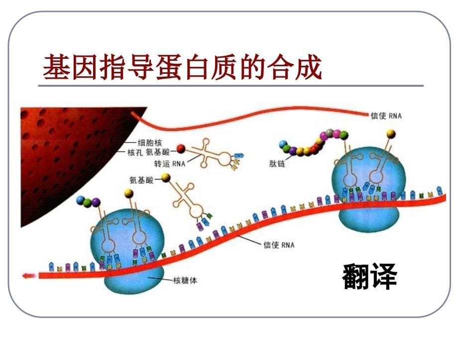 人教版教学课件基因控制蛋白质的合成课件上学期_第5页