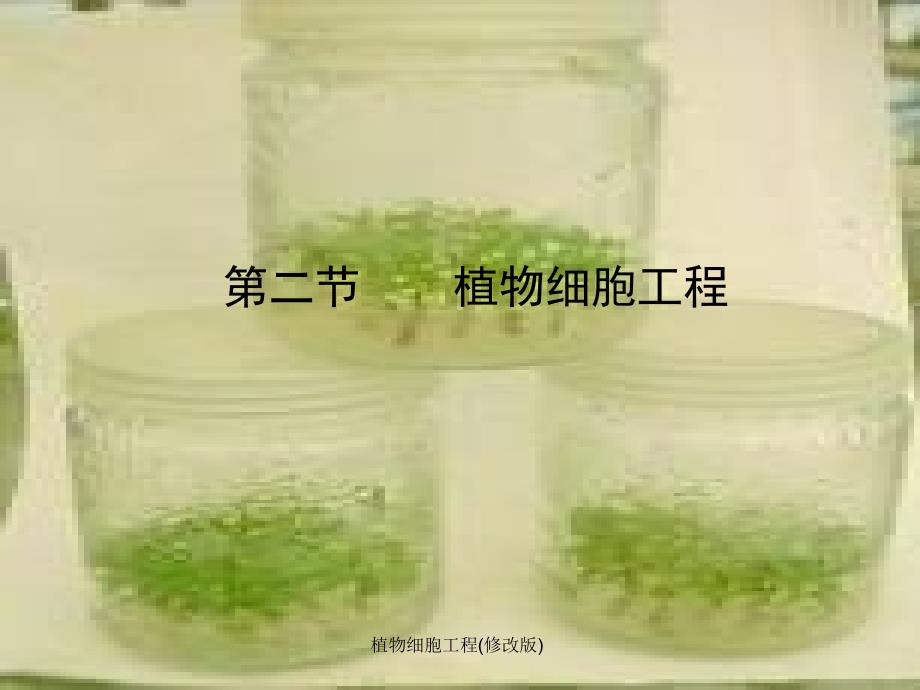 植物细胞工程修改版课件_第1页