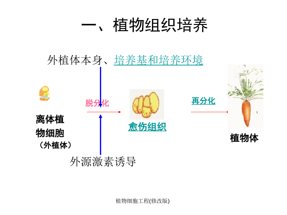 植物细胞工程修改版课件_第3页