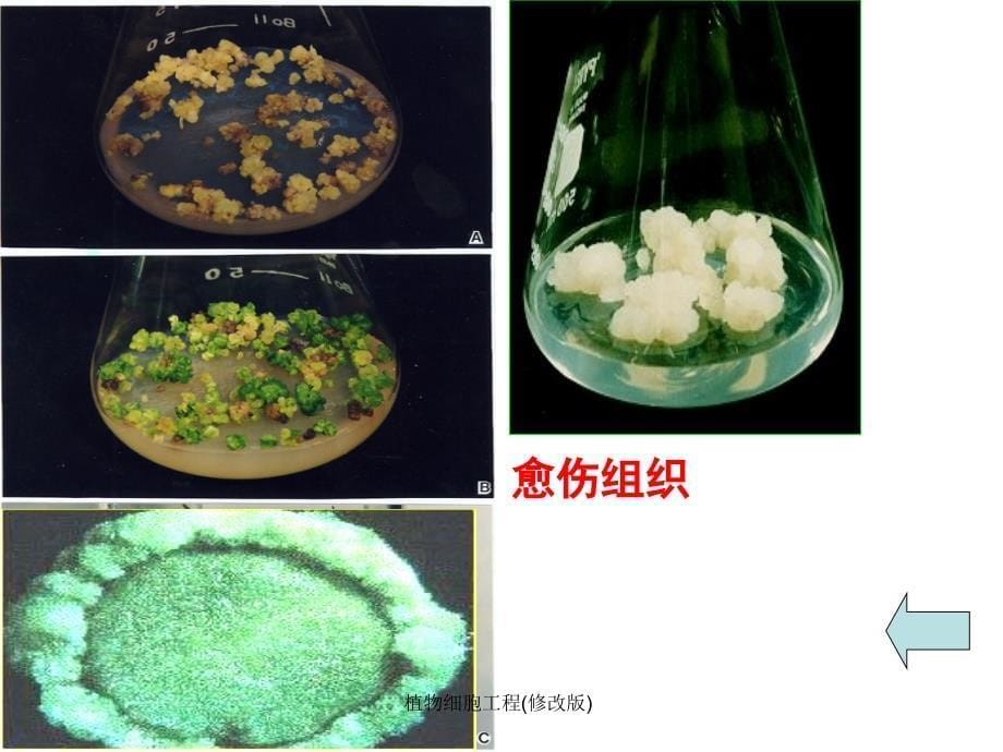 植物细胞工程修改版课件_第5页