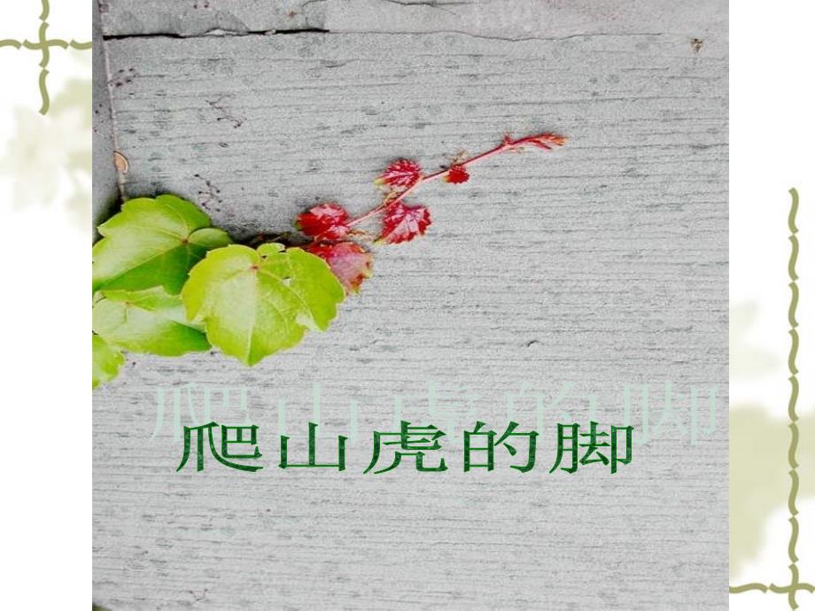 《爬山虎的脚》ppt课件.ppt_第2页