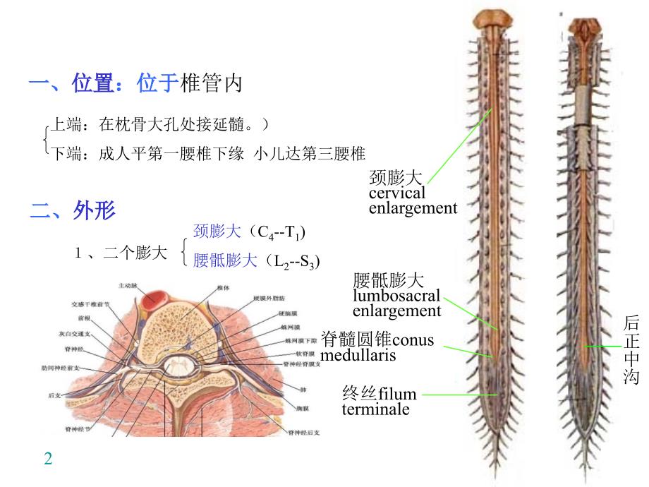 人体解剖学：13脊髓_第2页