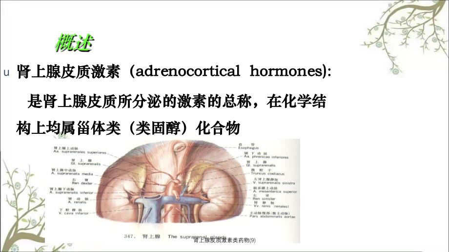 肾上腺皮质激素类药物(9)_第2页