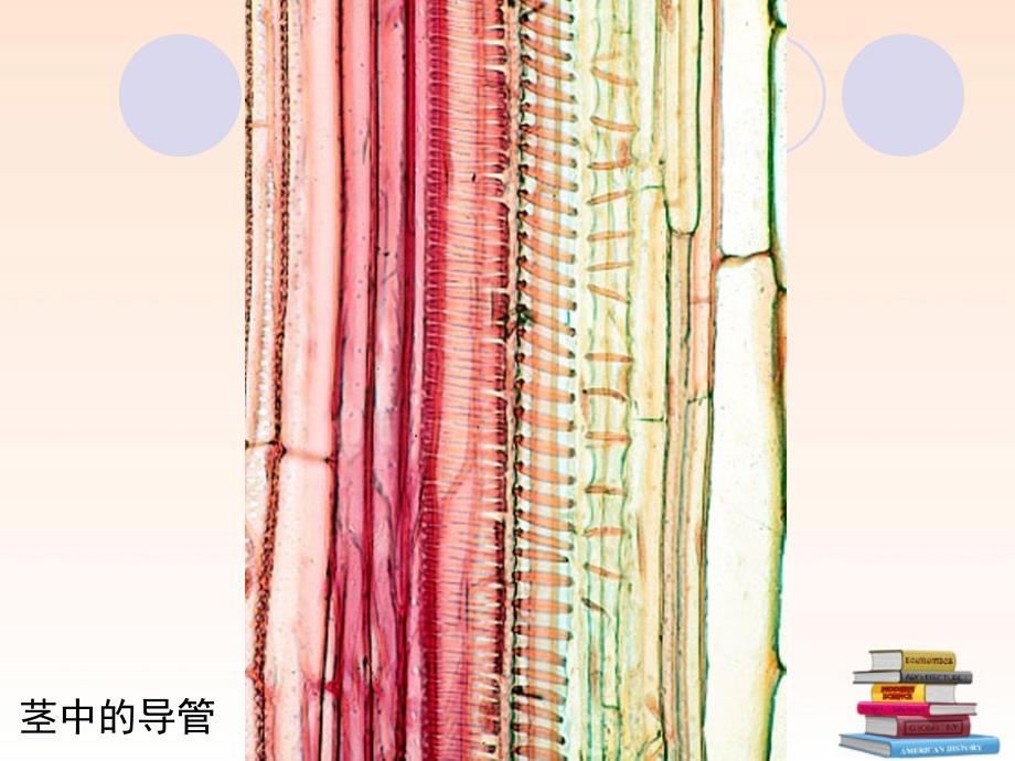 科学&#183;技术&#183;社会　节水农业_第4页