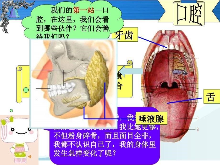 消化和吸收上课_第5页