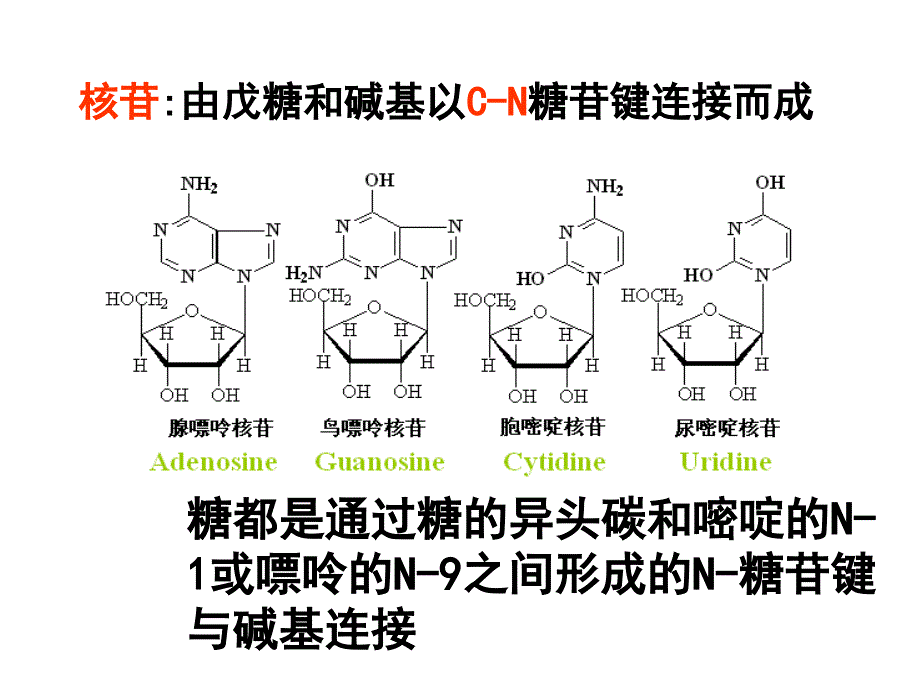 第一章基因的结构与功能_第4页