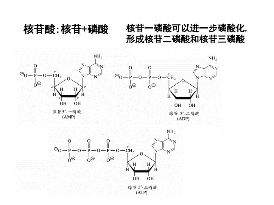 第一章基因的结构与功能_第5页