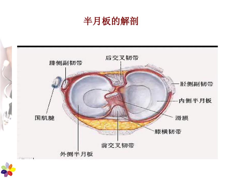 半月板损伤PPT课件_第2页