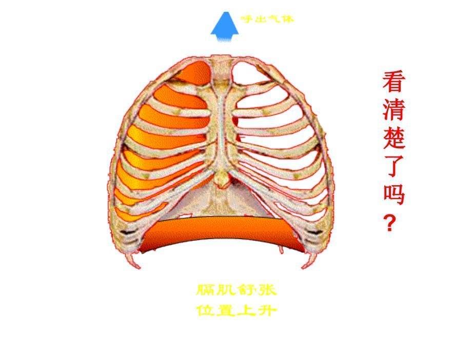 第二节发生在肺内的气体交换_第5页