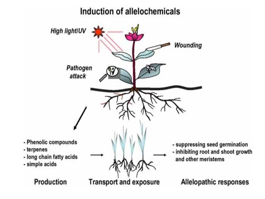 植物次生代谢产物生产_第3页