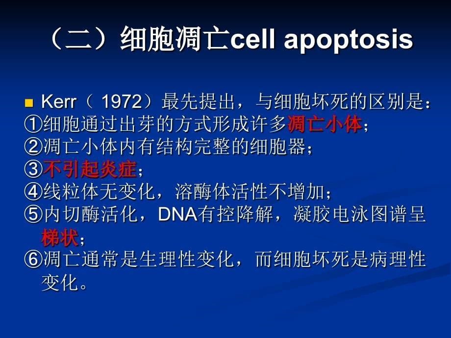 13程序性细胞死亡与细胞衰老_第5页