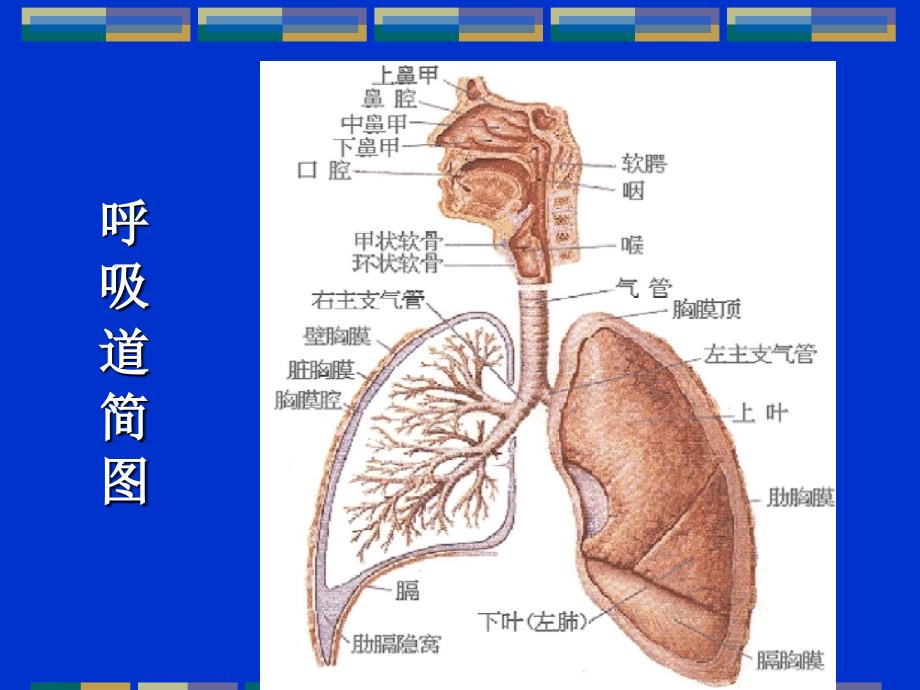 内科学教学课件：呼吸系统疾病总论_第2页