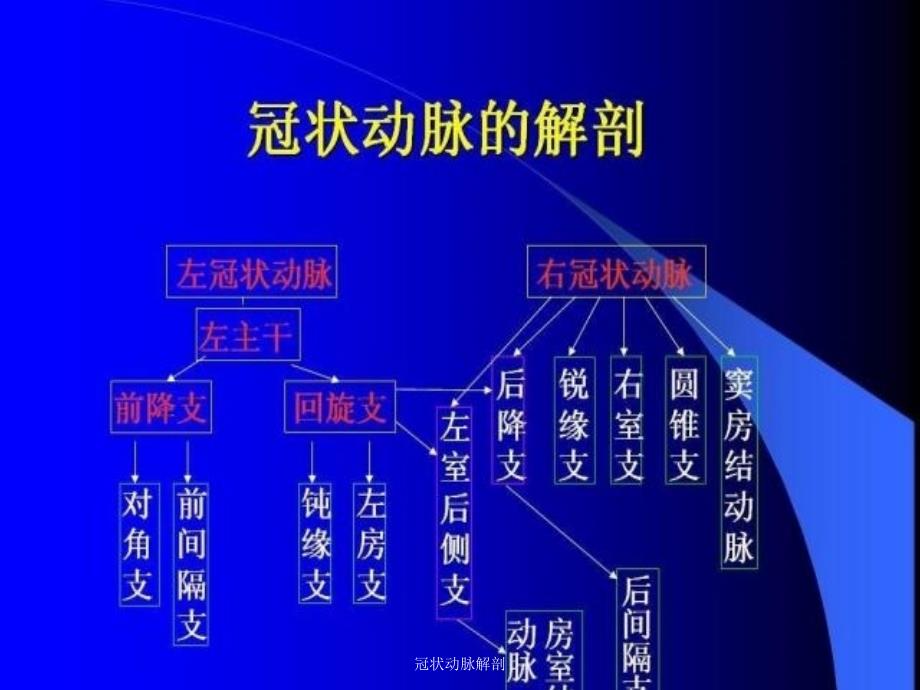 最新冠状动脉解剖_第2页