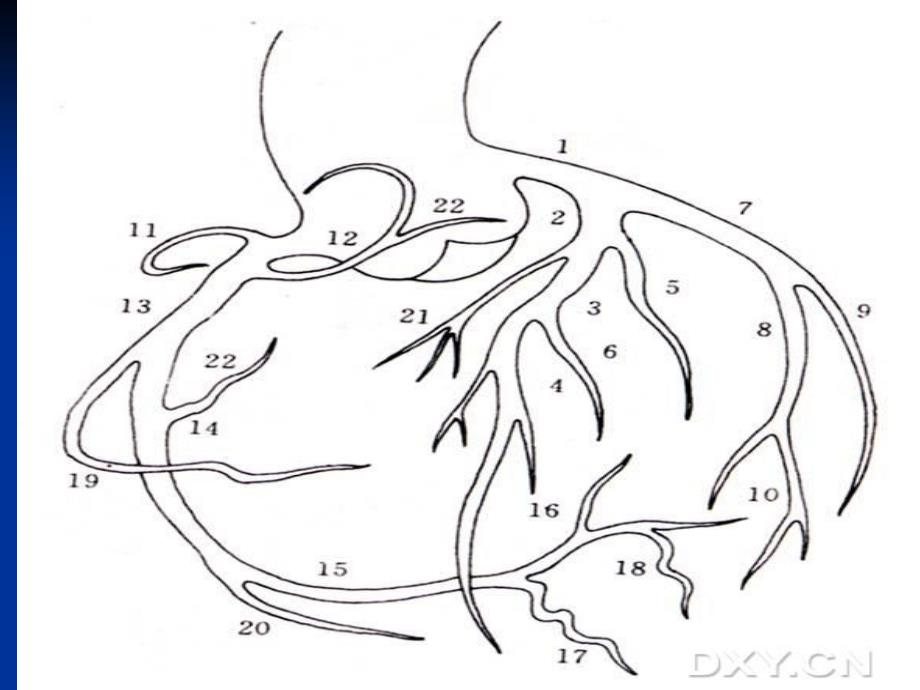 最新冠状动脉解剖_第4页