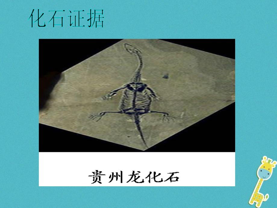 八年级生物下册 5.1.2《生物进化的证据》 （新版）济南版_第4页