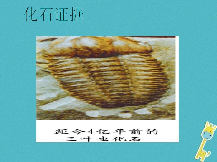 八年级生物下册 5.1.2《生物进化的证据》 （新版）济南版_第5页