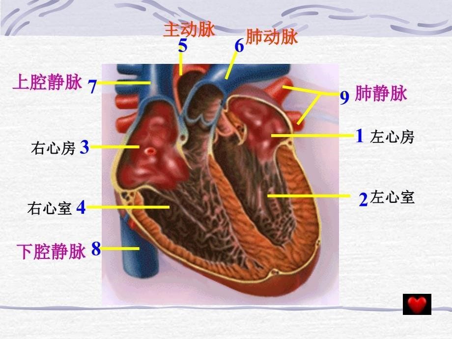 输送血液的泵心脏_第5页