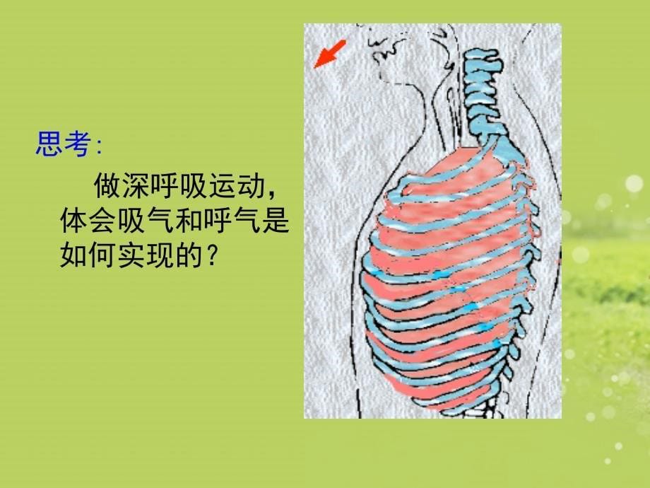 .4.4人体细胞获得氧气的过程第二课时[精选文档]_第5页