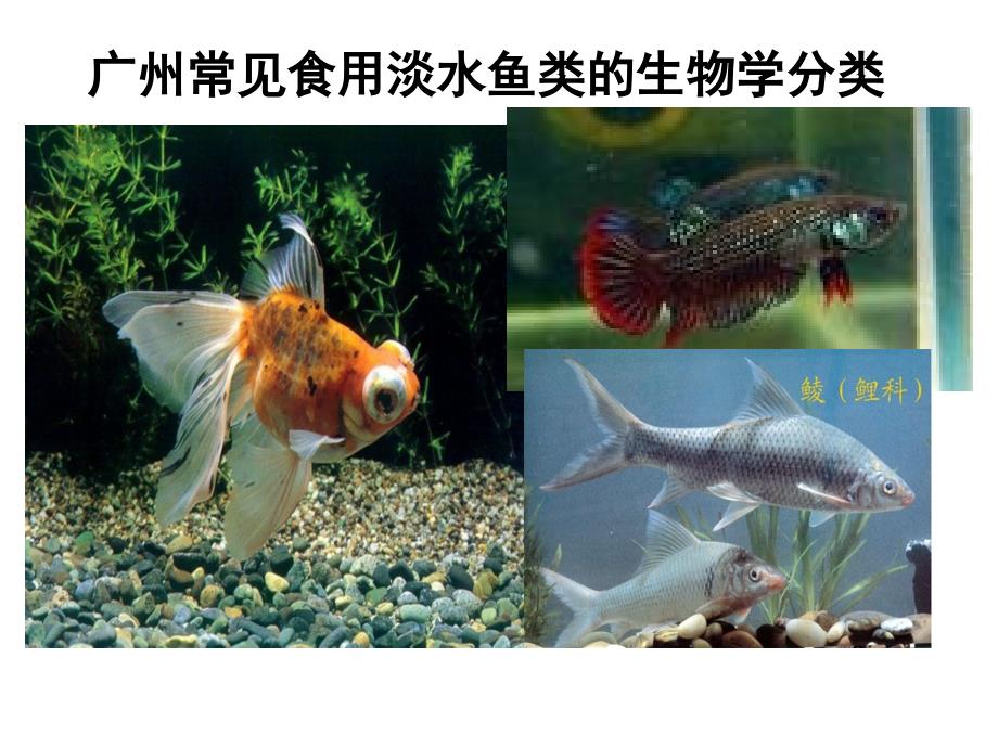 常见食用淡水鱼类的生物学分类_第1页