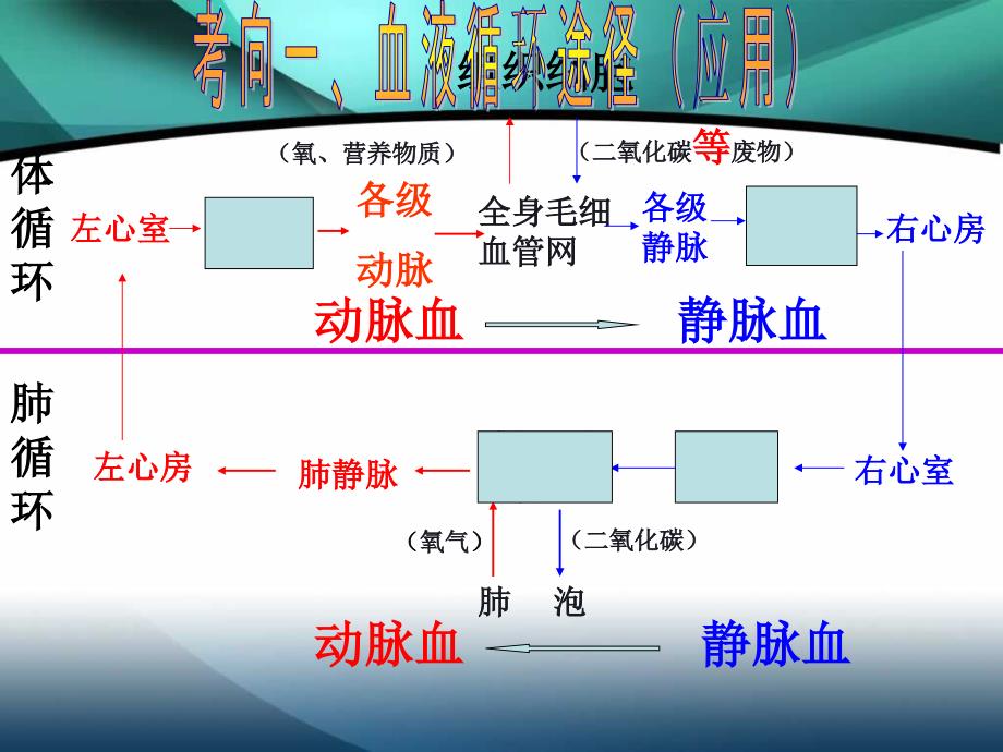 2016生物复习课件(循环系统、泌尿系统).ppt_第3页