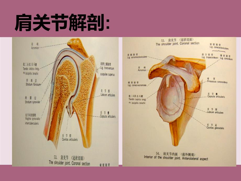 肩关节脱位的护理2ppt课件_第3页