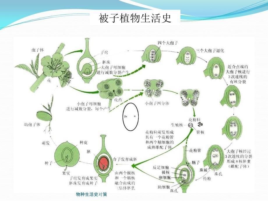 物种生活史对策课件_第5页