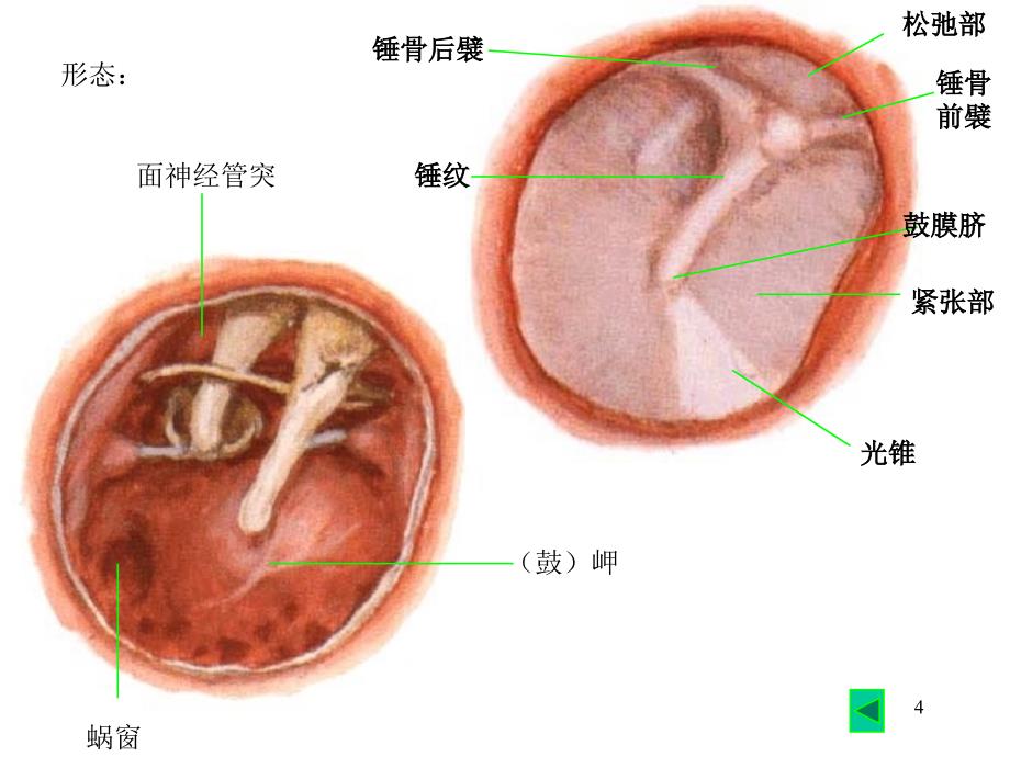 医药临床护理耳ppt课件_第4页