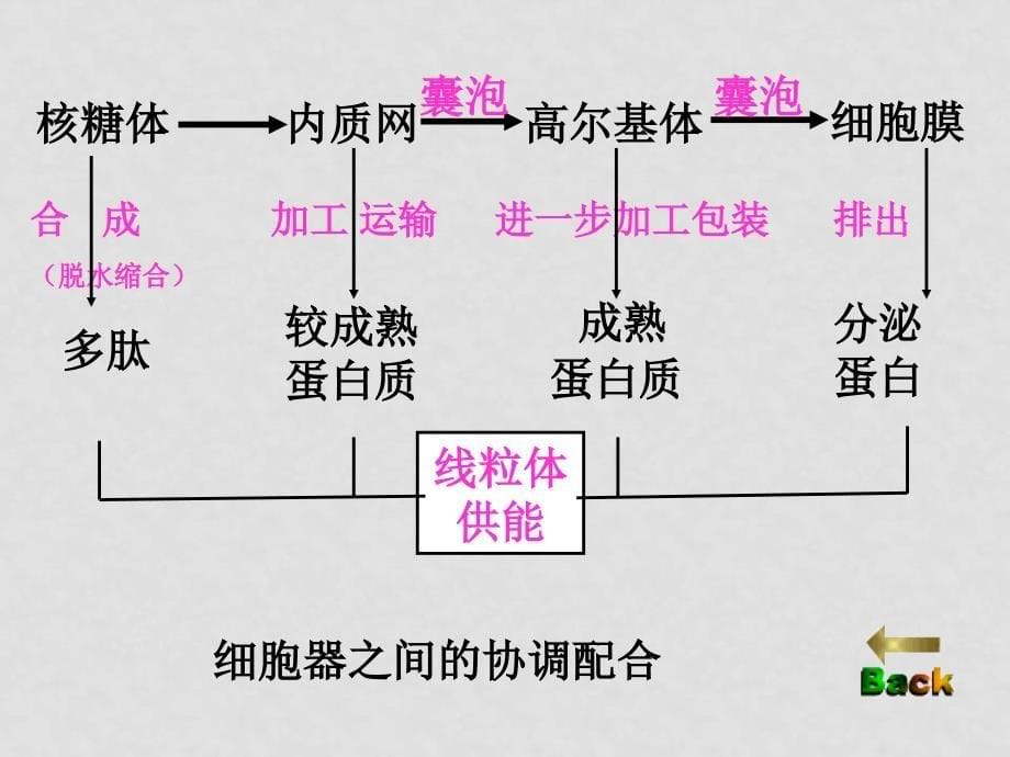 高中生物第三章第2节 细胞器系统内的分工合（第2课时）公开课课件新人教版必修1_第5页