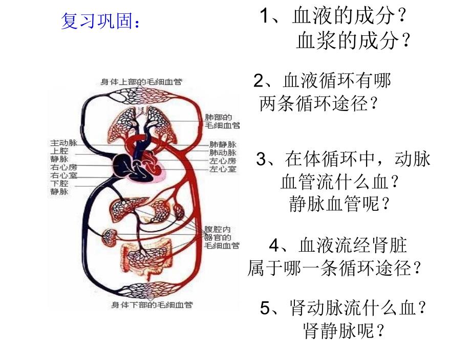 11课件尿液的形成_第2页