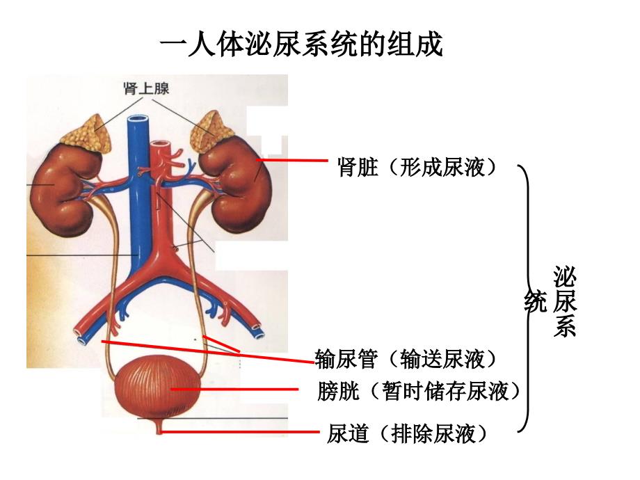 11课件尿液的形成_第4页