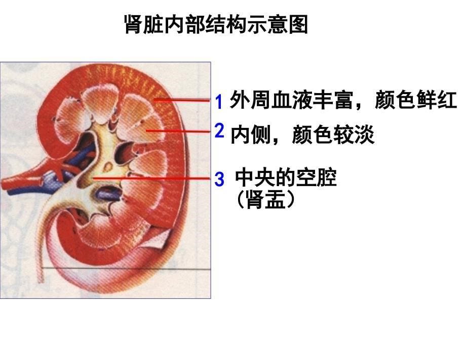 11课件尿液的形成_第5页