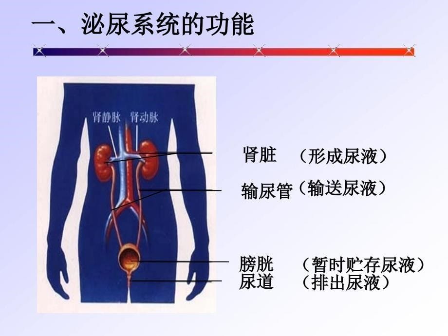 尿的形成和排出课件1_第5页