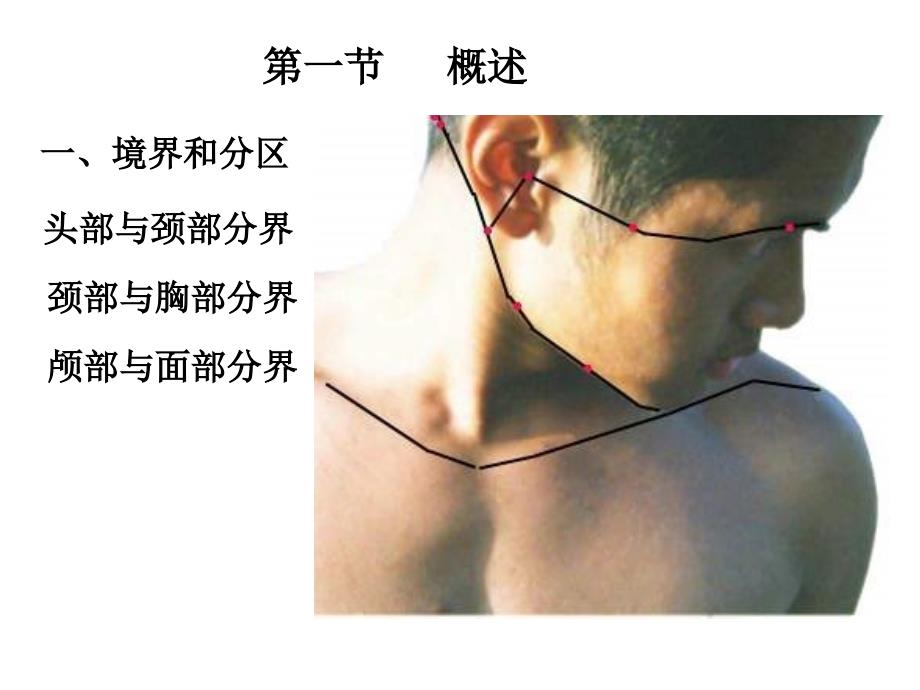 临床医学五年制局部解剖学课件头部PPT_第3页