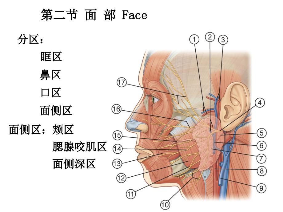 临床医学五年制局部解剖学课件头部PPT_第4页