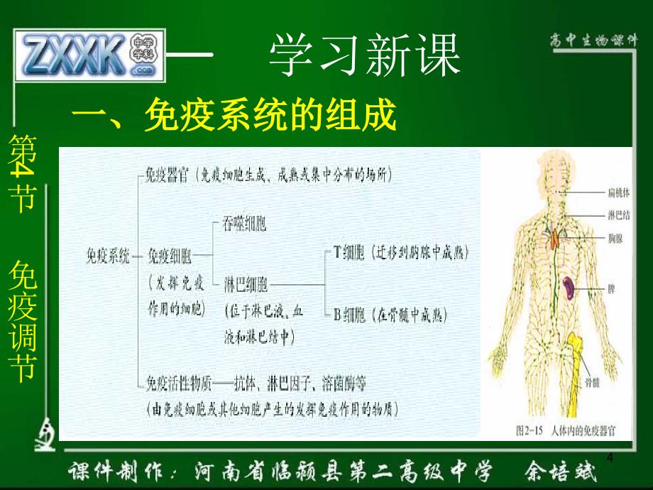 人教版教学课件免疫调节课件_第4页