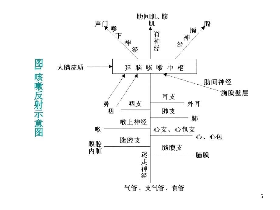 小儿慢性咳嗽的诊治ppt课件_第5页