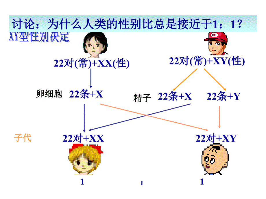 第2章第3节伴性遗传修改_第4页