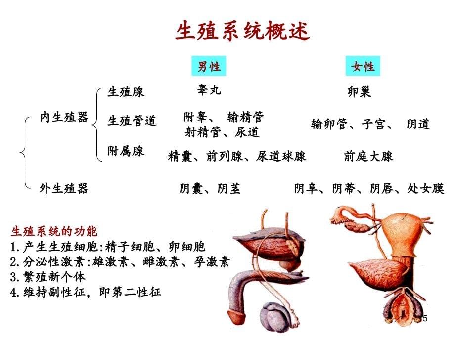 系统解剖学生殖系统男性生殖系统文档资料_第5页