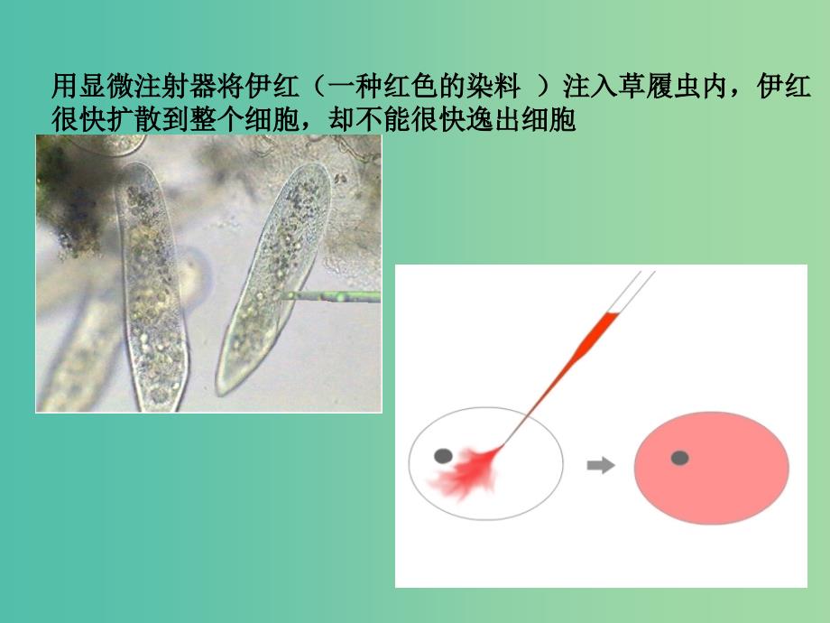 高中生物第三章细胞的基本结构3.1细胞膜-系统的边界课件2新人教版.ppt_第1页