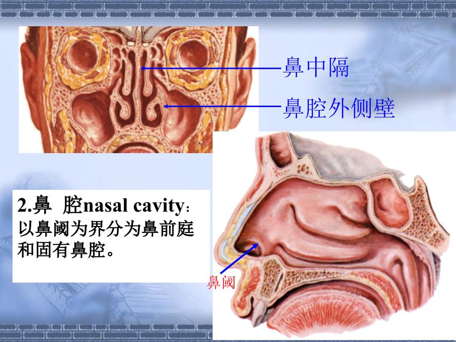 呼吸、尿ppt课件_第4页