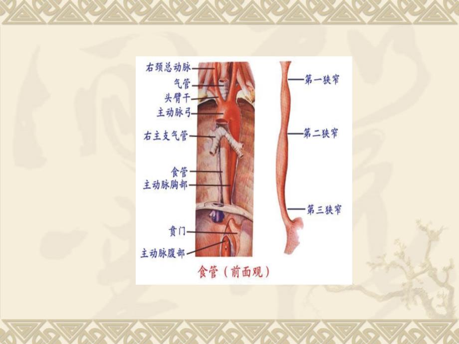 食管癌术后吻合口瘘的护理_第2页